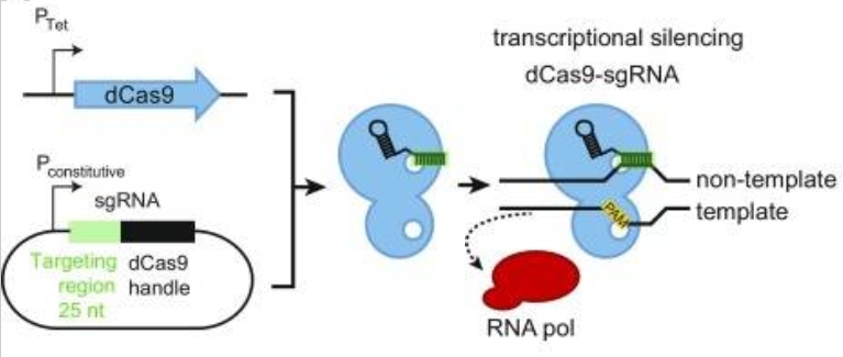 屏幕截图_14-8-2026_105622_www.ncbi.nlm.nih.gov