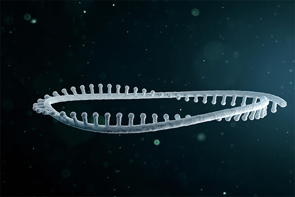 Principles and importance of plasmid extraction