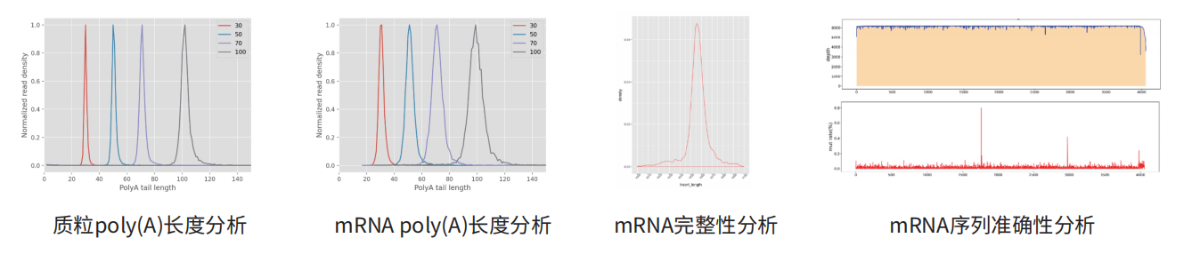 mRNA全长序列表征（高通量测序法）